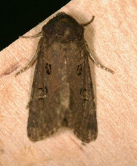 Resapamea passer