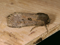 Resapamea passer