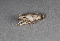 Rhopobota dietziana