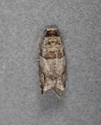 Rhopobota dietziana
