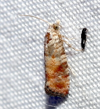 Rhyacionia frustrana