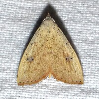 Rivula stepheni