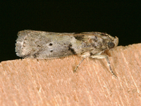 Salebriaria annulosella