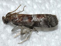 Salebriaria pumilella