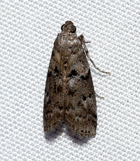 Salebriaria turpidella