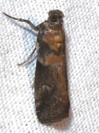 Salebriaria simpliciella