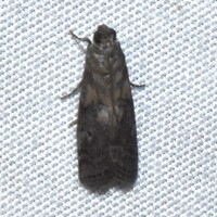Salebriaria unidentified species