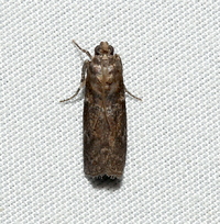 Salebriaria unidentified species