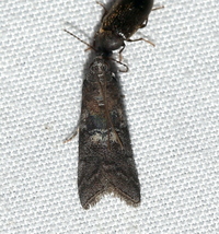 Salebriaria unidentified species