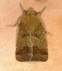 Schinia saturata