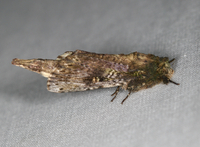Schizura ipomaeae