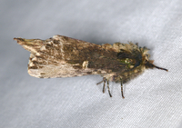 Schizura ipomaeae