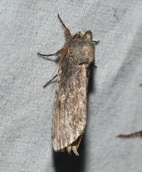 Schizura ipomaeae