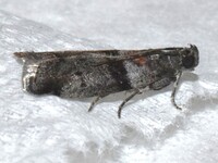 Sciota subfuscella