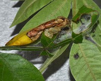 Sciota subfuscella