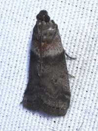 Sciota subfuscella
