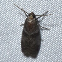 Sciota subfuscella