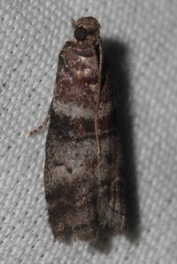Sciota uvinella