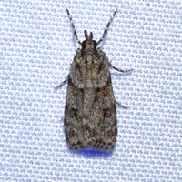 Scoparia biplagialis