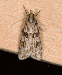 Scoparia biplagialis