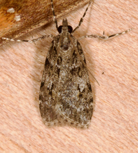 Scoparia biplagialis