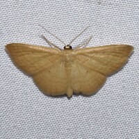 Scopula inductata