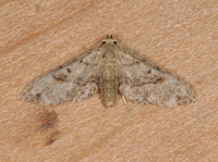 Sigela brauneata