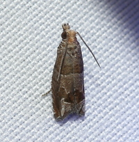 Sonia unidentified species