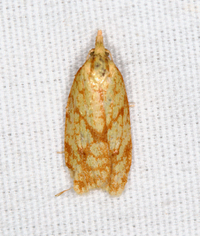Sparganothis sulfureana