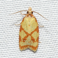 Sparganothis sulfureana