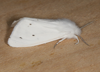Spilosoma virginica
