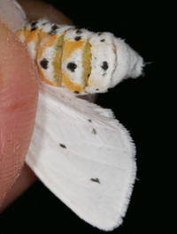 Spilosoma virginica