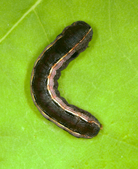 Spodoptera ornithogalli