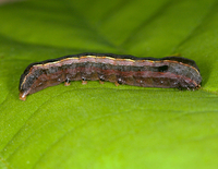 Spodoptera ornithogalli