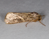 Spodoptera ornithogalli