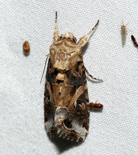 Spodoptera ornithogalli