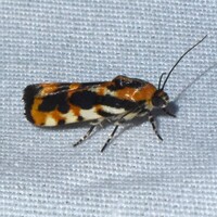 Spragueia leo