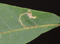 Stigmella caryaefoliella