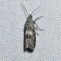 Tacoma feriella