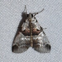 Tallula atrifascialis