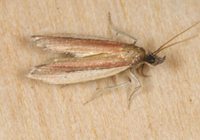 Tampa dimediatella