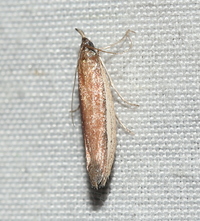 Tampa dimediatella