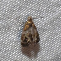 Tebenna gnaphaliella
