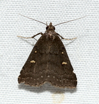 Tetanolita mynesalis
