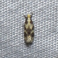 Tineidae new species No. 2