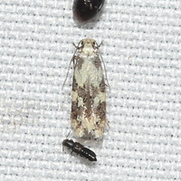 Tineidae new species No. 2