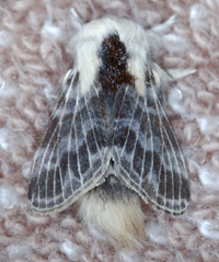 Tolype velleda