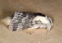 Tolype velleda