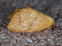 Tortricidia flexuosa of authors