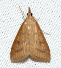 Udea rubigalis